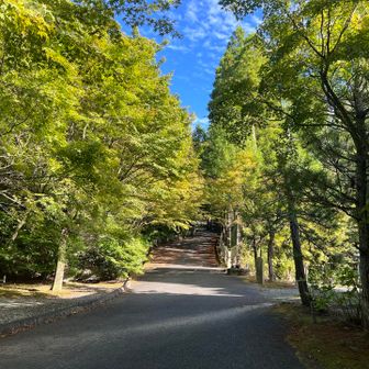 参道のモミジはまだ緑です