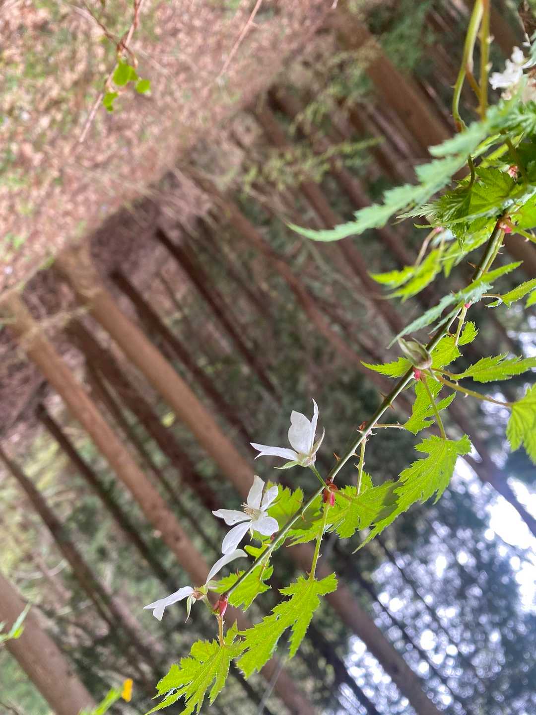 下向きに咲いてた