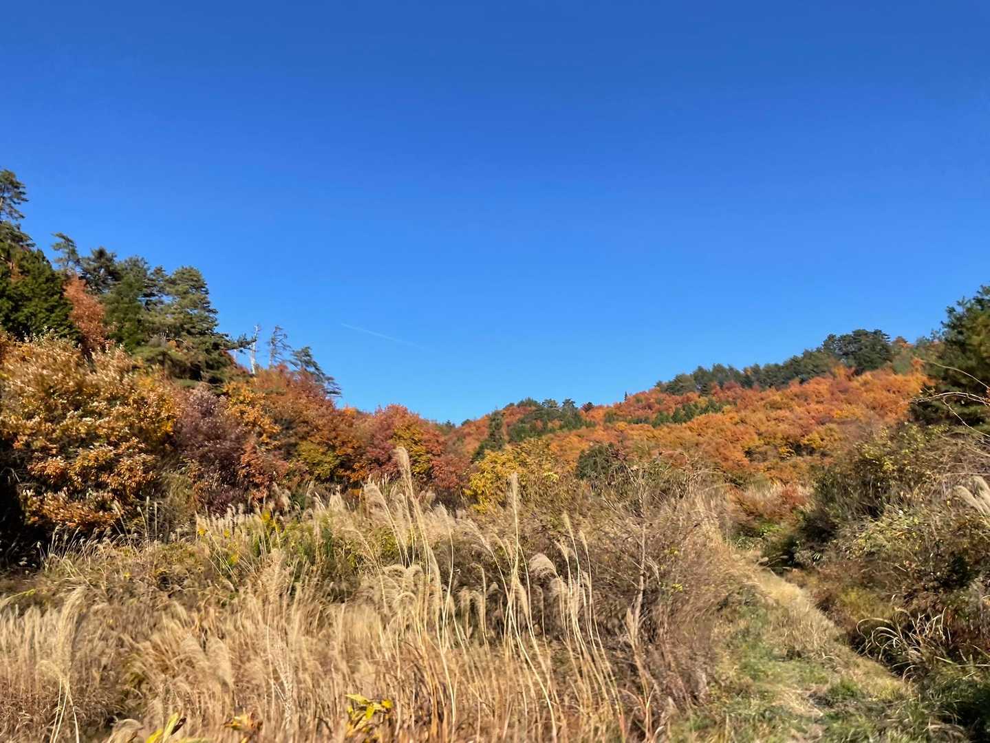 紅葉🍁