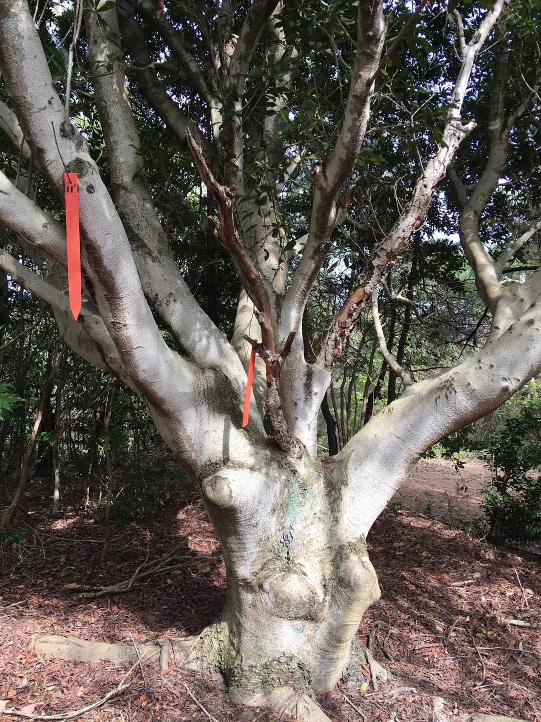 ここが山頂かな🤔
4座目　ニューピーク楊梅山