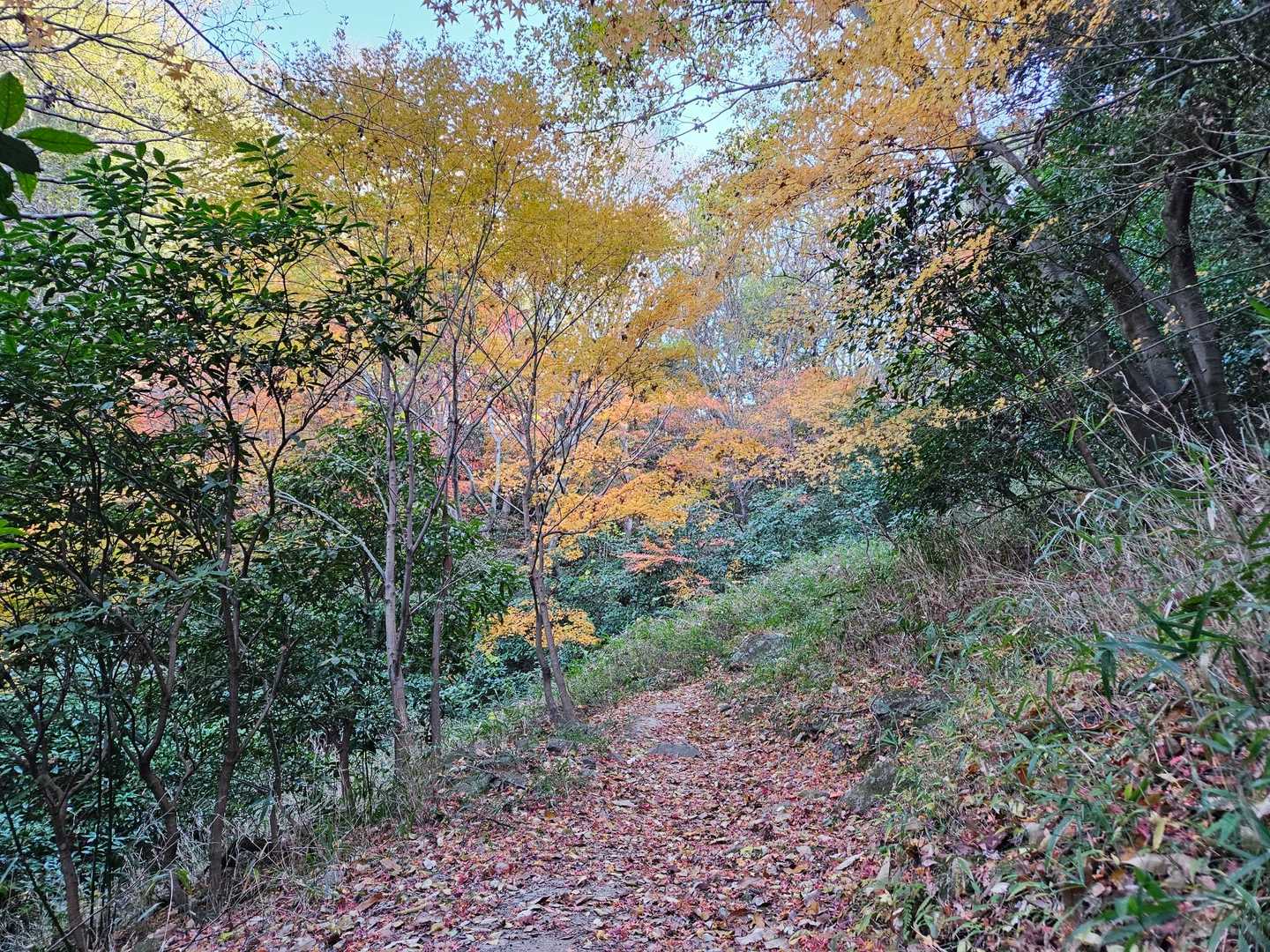 金鳥山 往復コースの写真