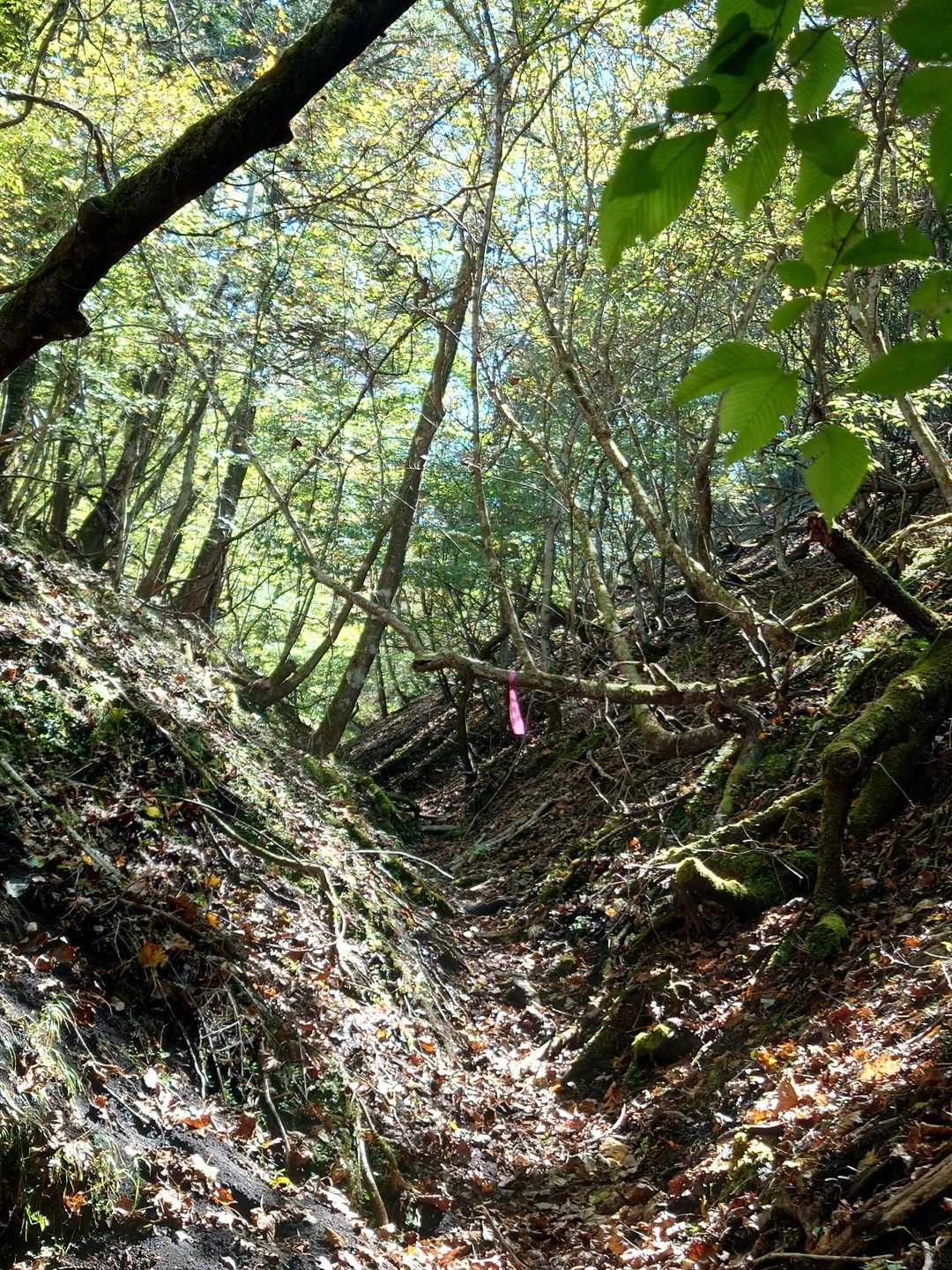 畑尾山-アザミ平 周回コースの写真