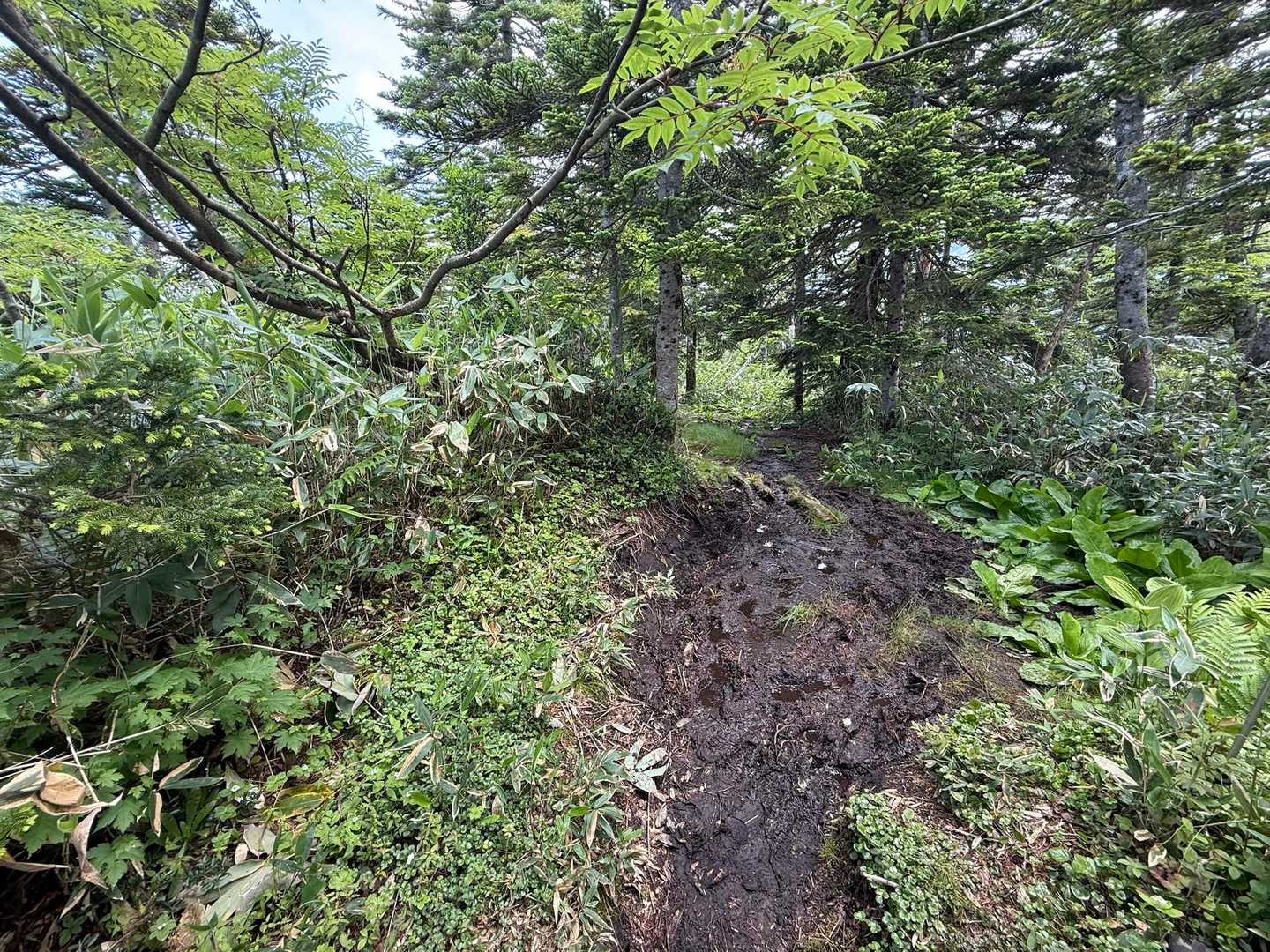 寺地山 往復コースの写真