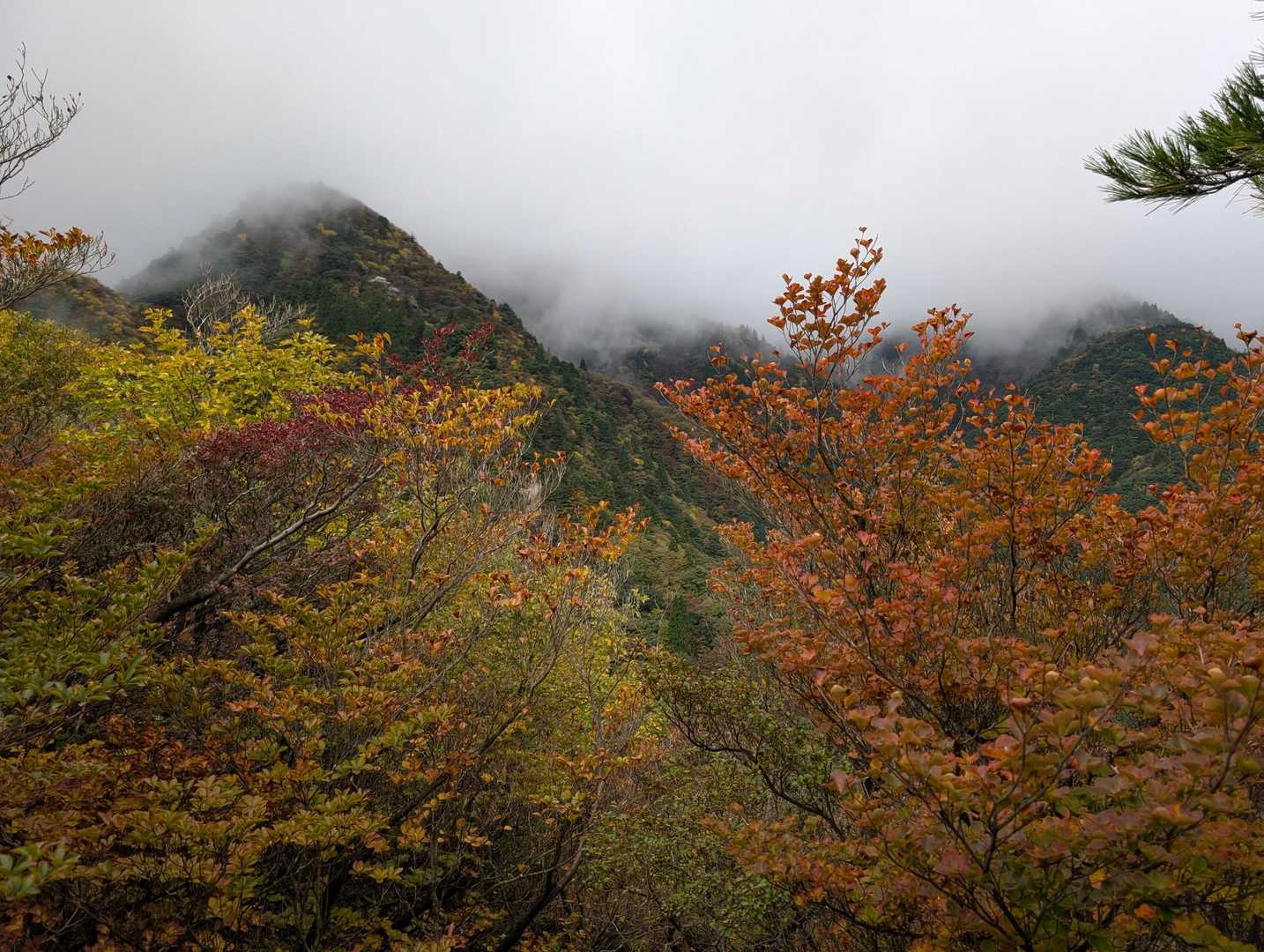 紅葉のタイミングが良かったみたい