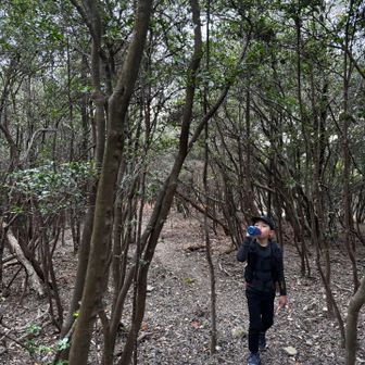 こちらから少しそれてみかんの葉っぱ作りに高伏山へ