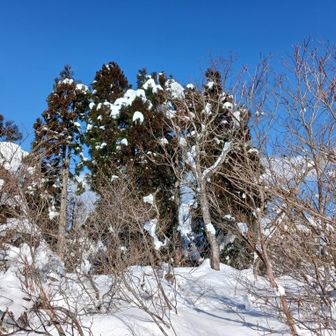 平らなので
どこが頂上かわからないけど
この辺りにしときましょ
藪々なので歩くのも大変