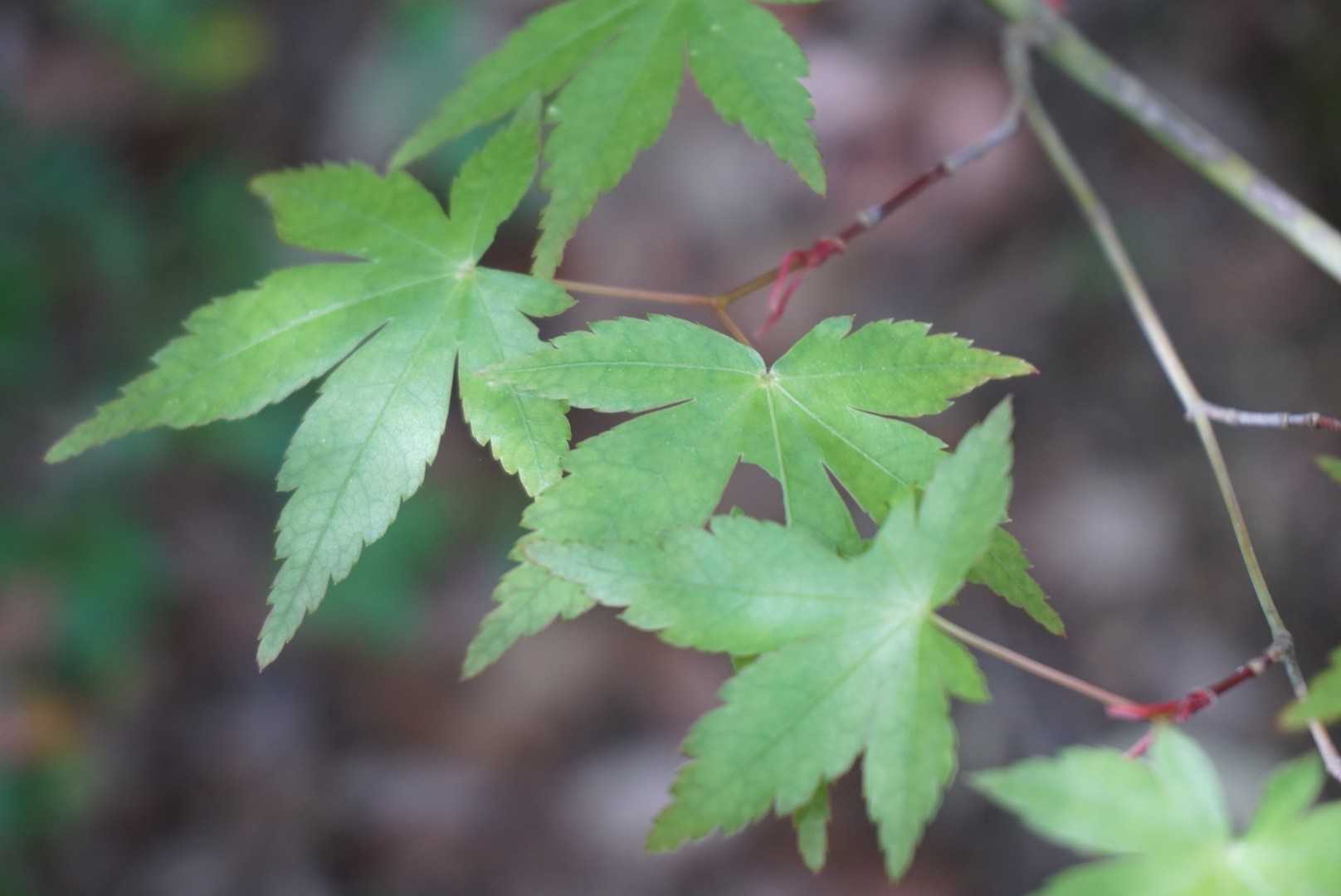 モミジの新葉🌿