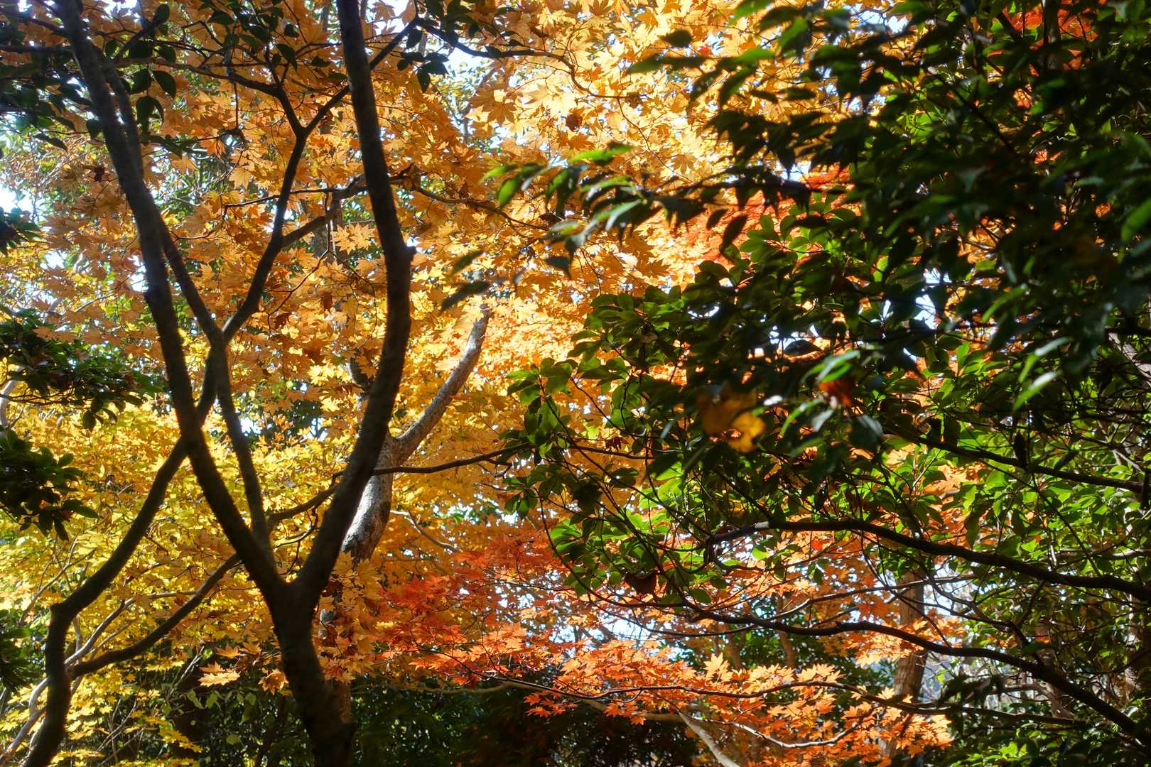 鮮やかな紅葉も多少あります。