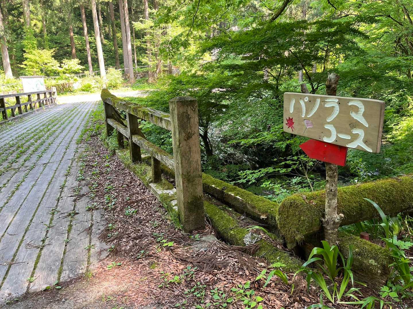 登る時、時計回りで周回するならこの橋を渡ると分かりやすい

一周してみて思ったこと🌿
アップダウンが前半で終わるので
時計回りの方が楽かも？
後半の登りが苦手な人の感想ですが…🫢



