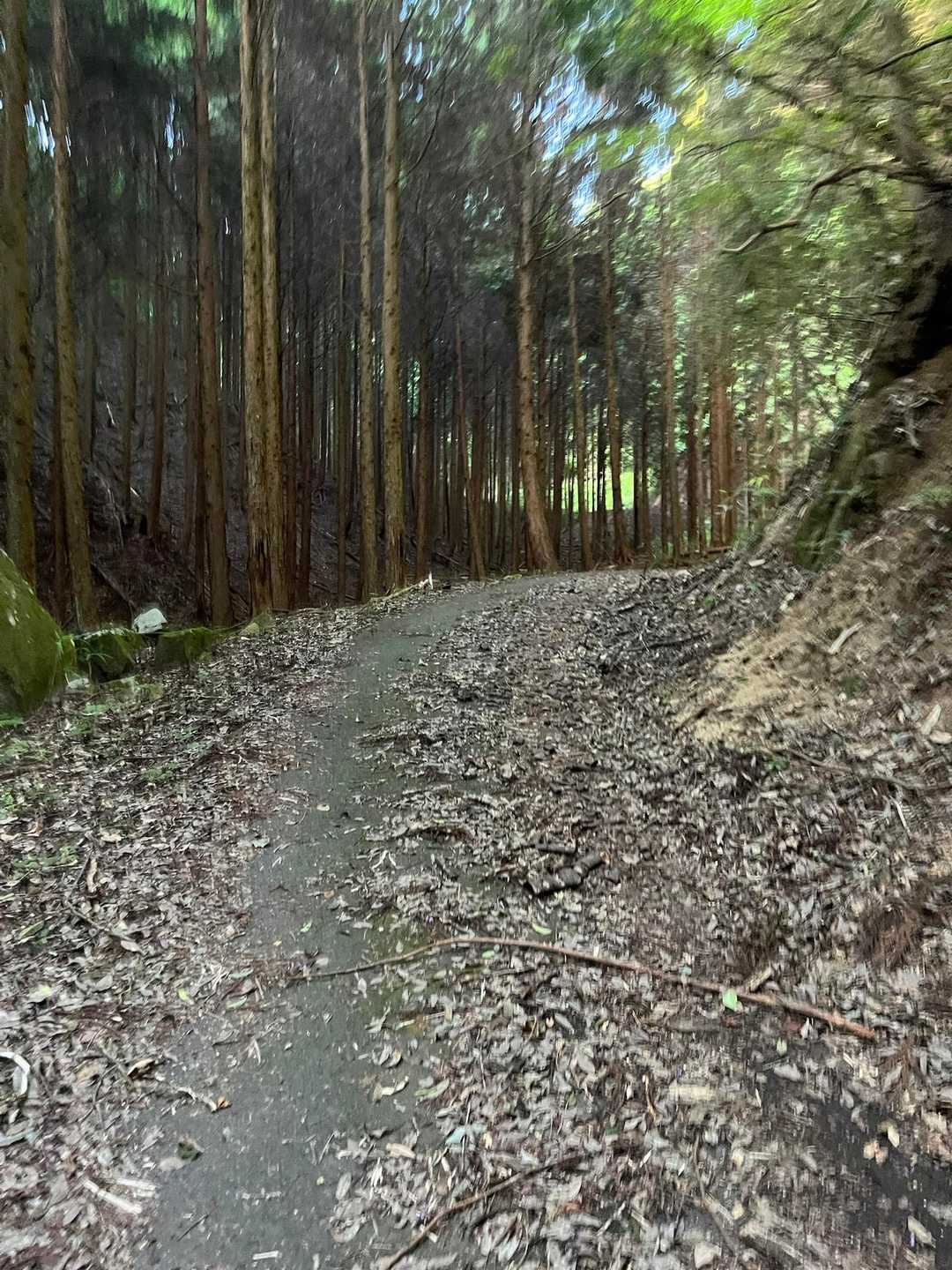 日陰です