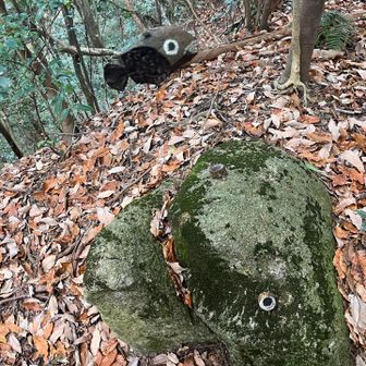 逃げろー🐟💨