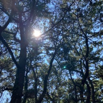 松林に入れば木陰はちょっと涼しい