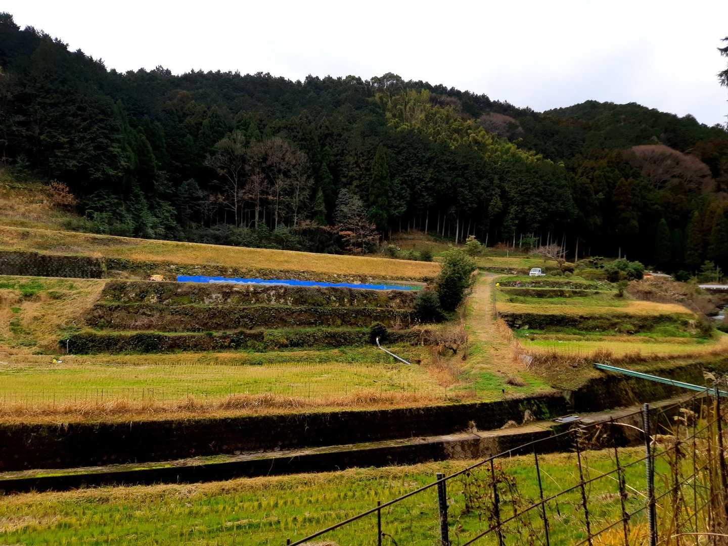大木川沿いを歩くとちょっとした棚田が見えて来ました🎶