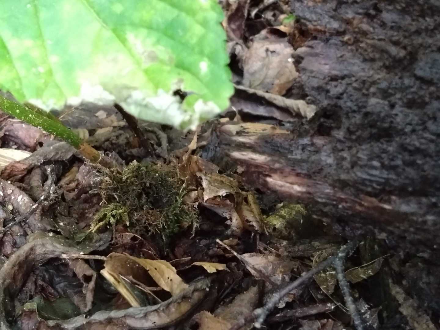 何がいるでしょうか?

か　え　る　ですよ～
