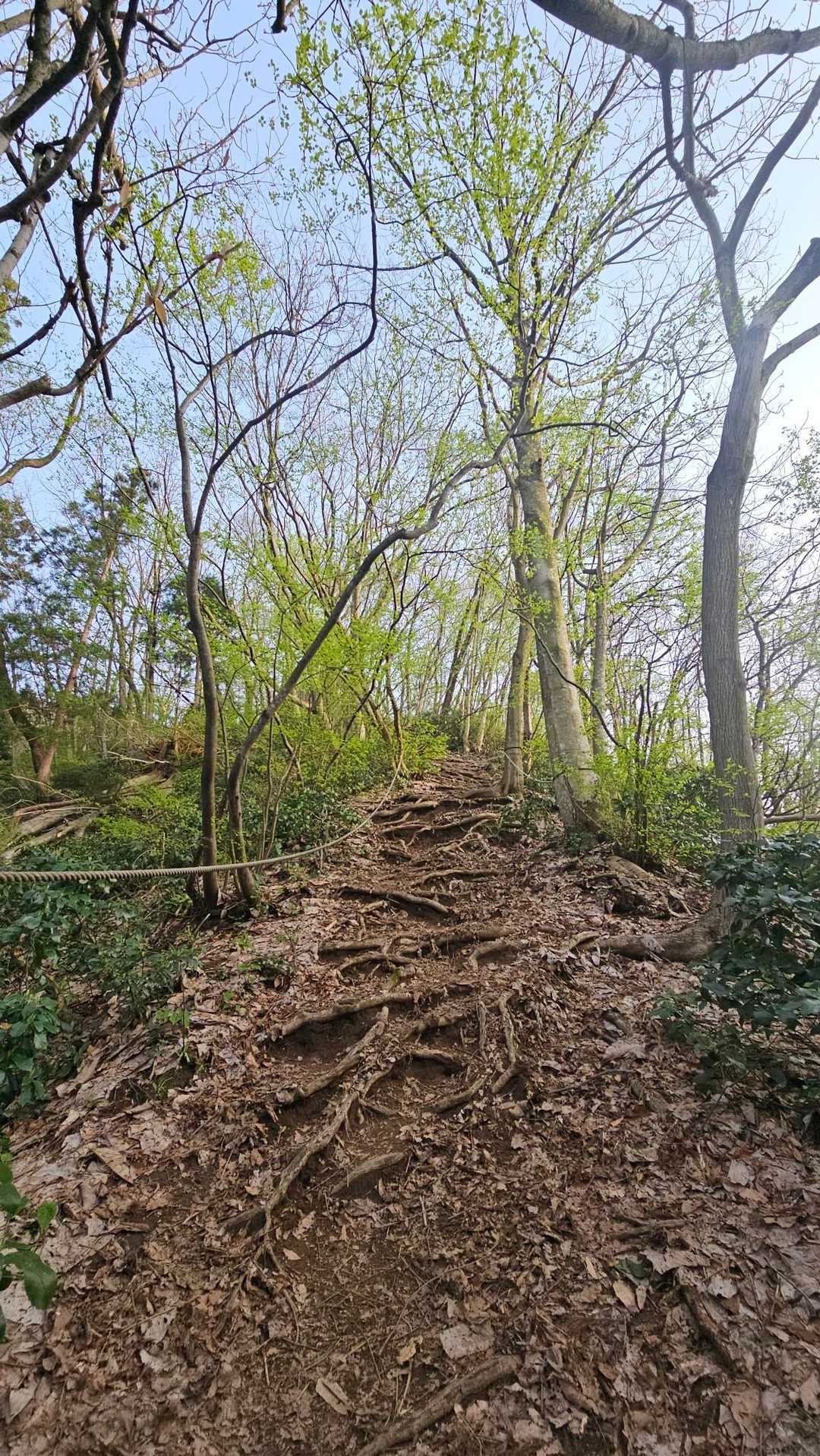 桜公園登山口-願文山-大峰山 往復コースの写真