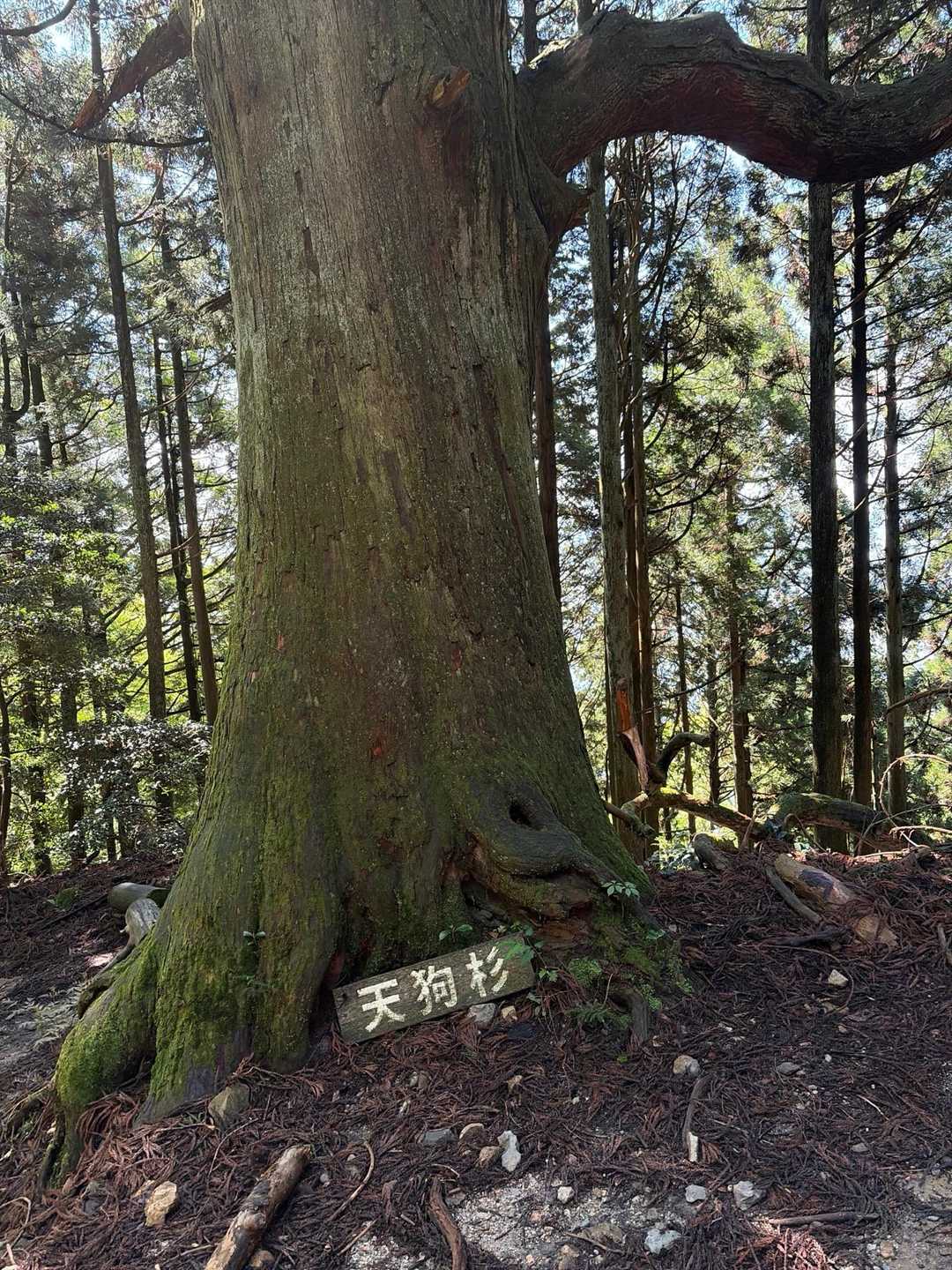 やっと天狗杉に着く👺