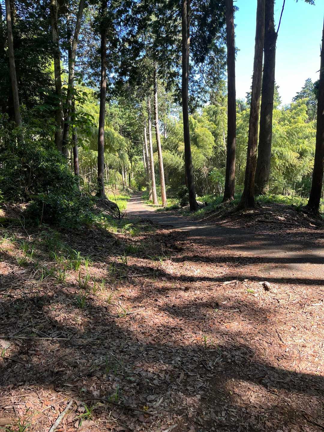 青葉山 縦走コースの写真