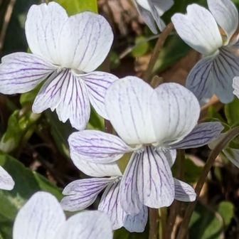 アリアケスミレ小下沢
