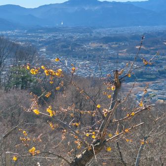 宝登山の蝋梅と武甲山💡