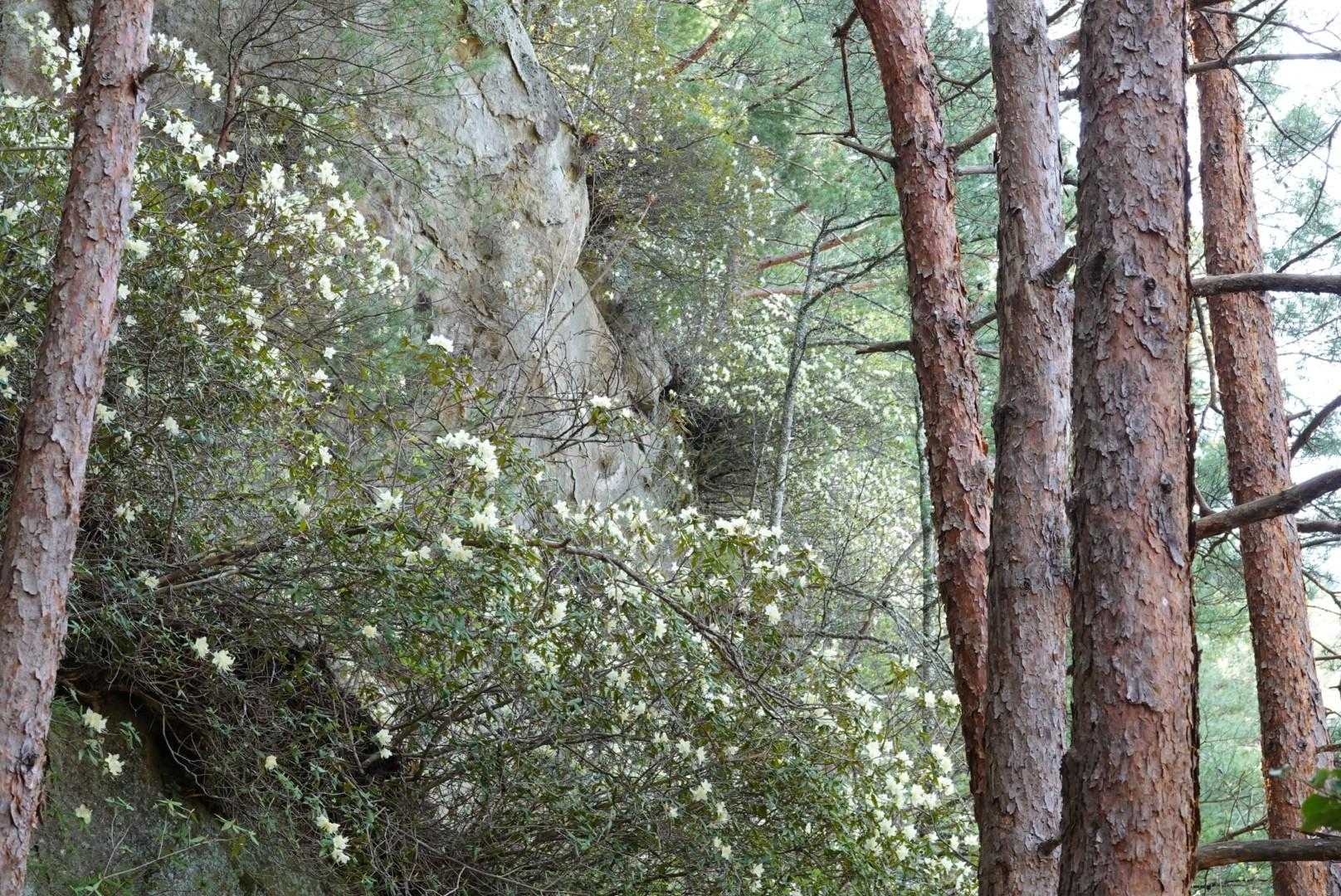京ヶ倉 | 蛇行する犀川と北アルプスが連なる絶景をめざし、手強い岩稜を越えるの写真