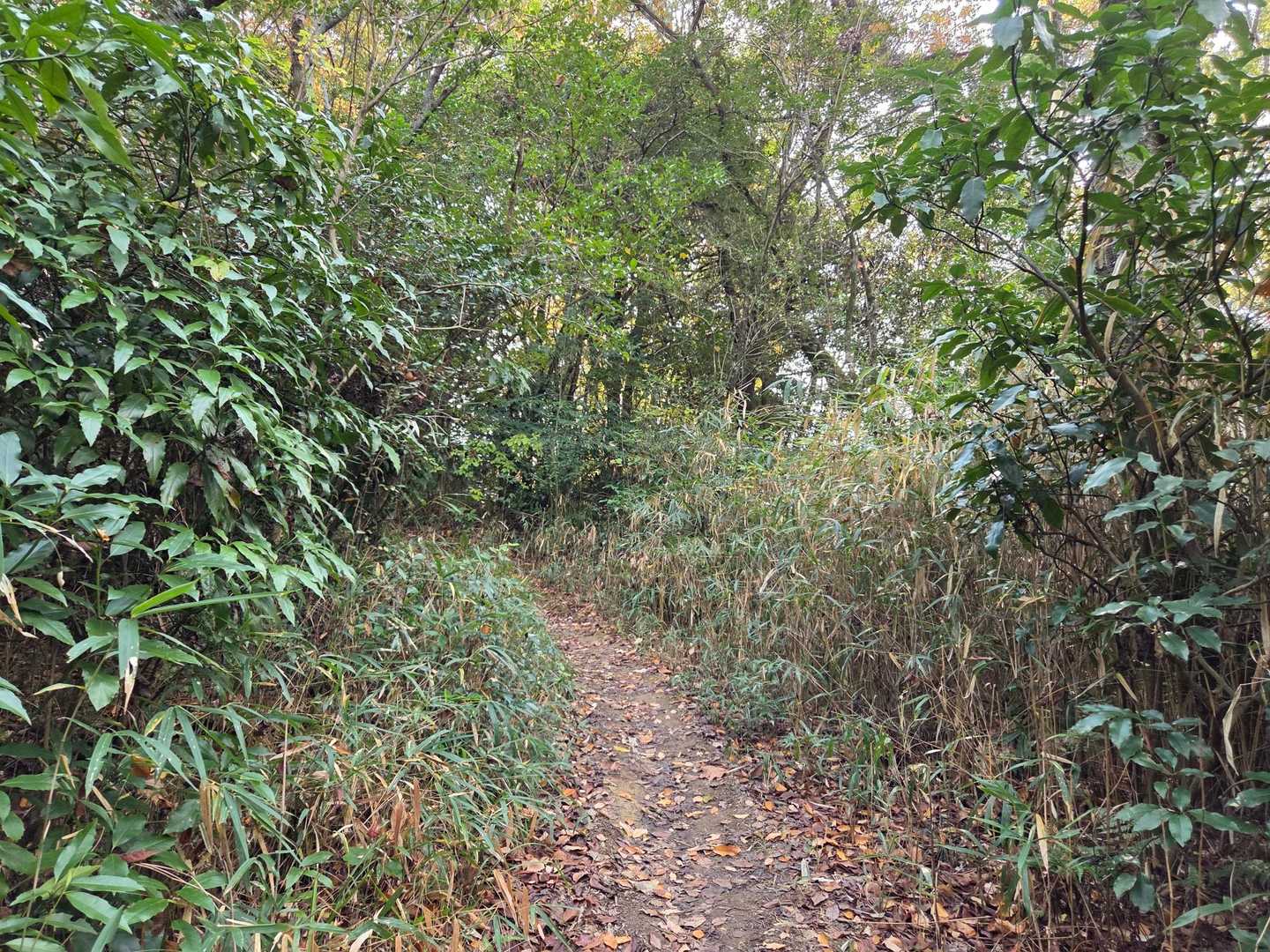 山のなかに入ると賑やかな鳥の鳴き声🐦
