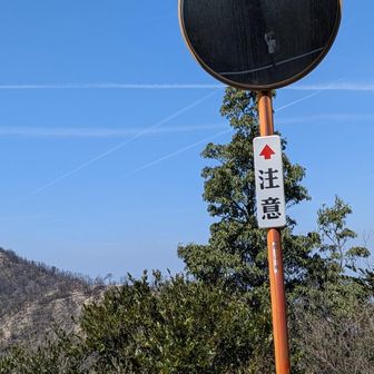 剣山にも
ミモザ
咲いてたなぁ…

探しに行こっ