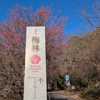 まずロウバイを見に行きます
来た道を少し戻って梅林入り口
紅梅が咲いている😄
梅祭りは２月です