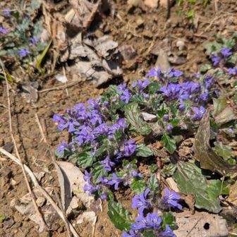 キランソウ（金瘡小草）別名もあるらしい👿
