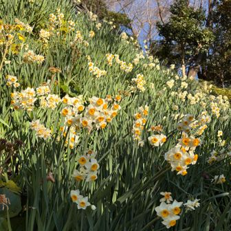 水仙も見ごろ