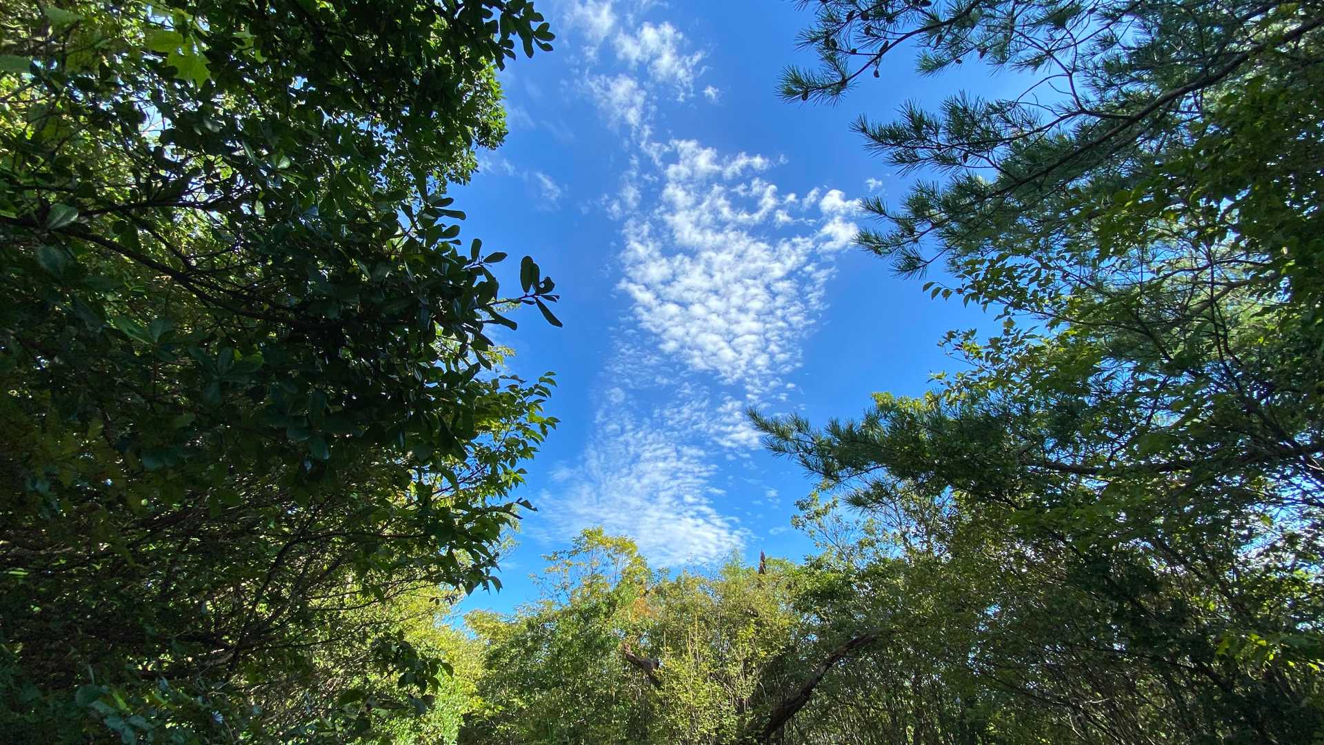 今日もいいお天気です
