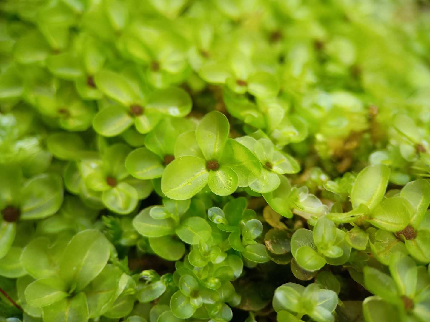 湿気のせいで苔はイキイキ
チョウチンゴケ