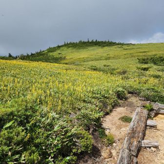 キンコウカのお花畑を通り、、