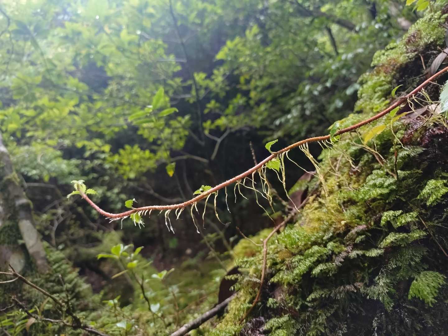 根が伸びる
