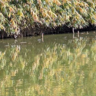 杭にカワセミが写ってます
※スマホ撮影