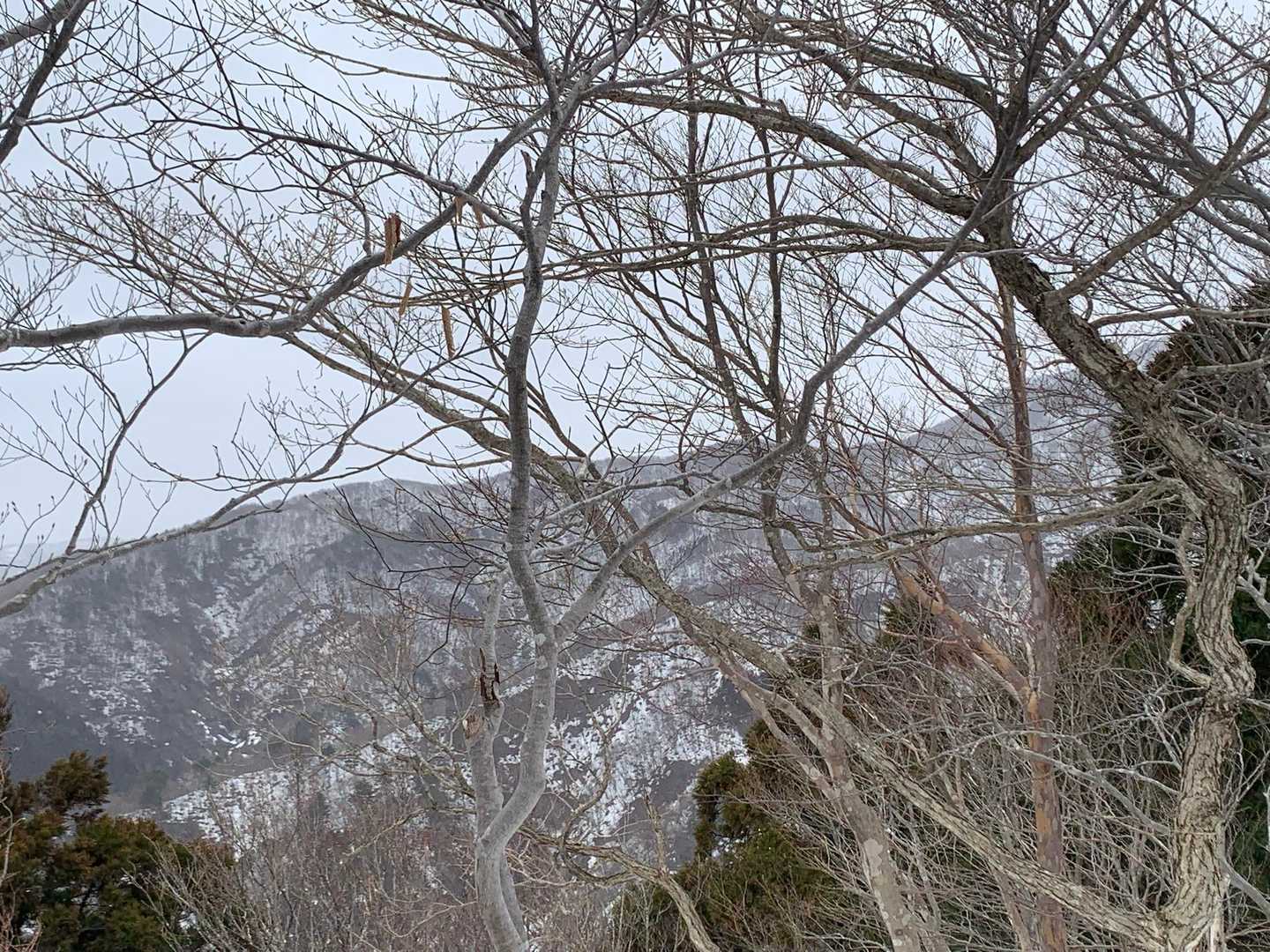 虚空蔵山 往復コースの写真