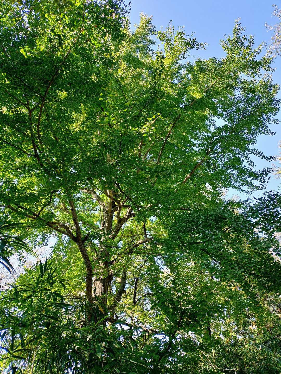 犬飼御嶽神社のイチョウの木
銀杏を少し拾いました