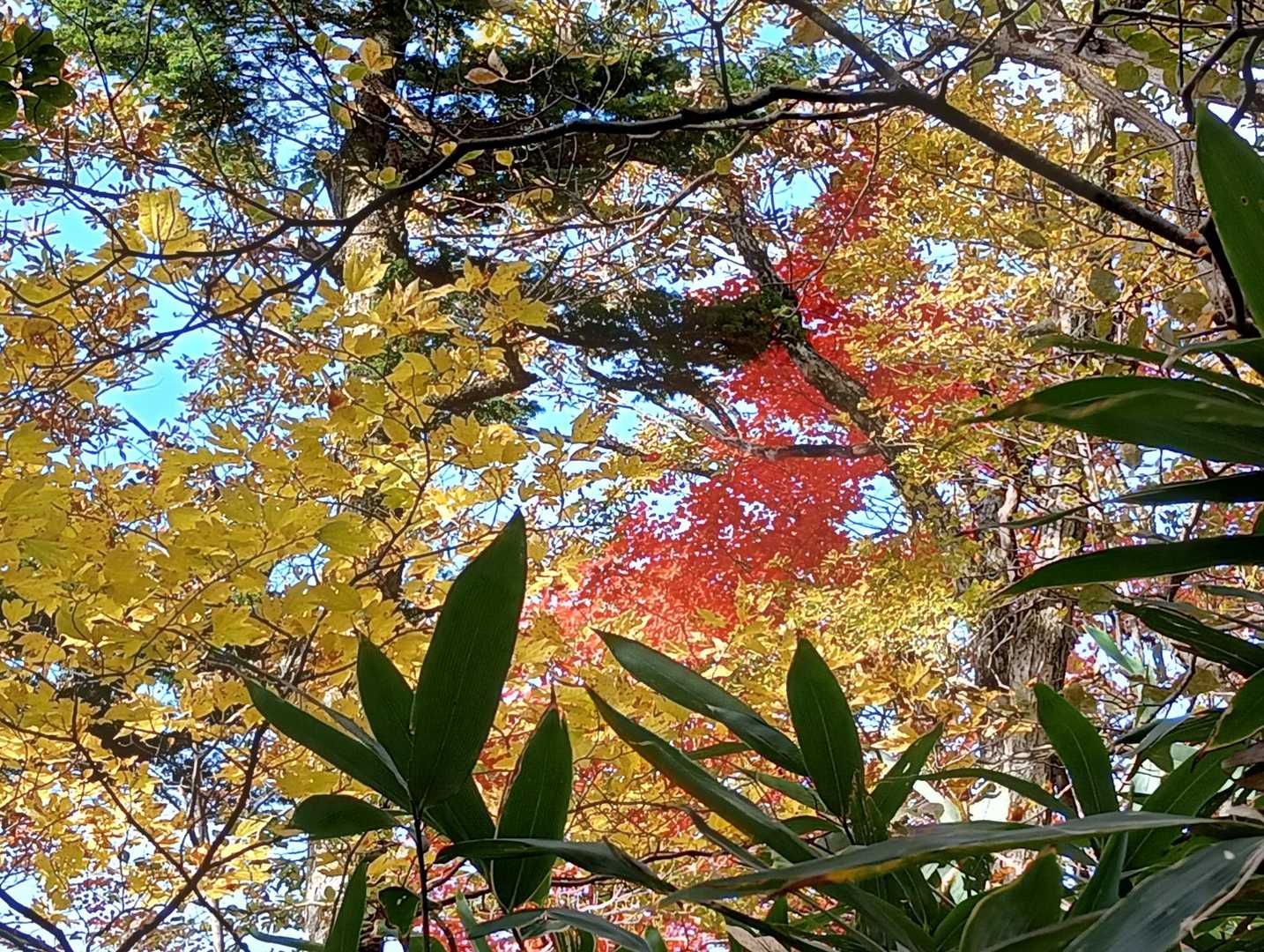 少し早い紅葉🍁
