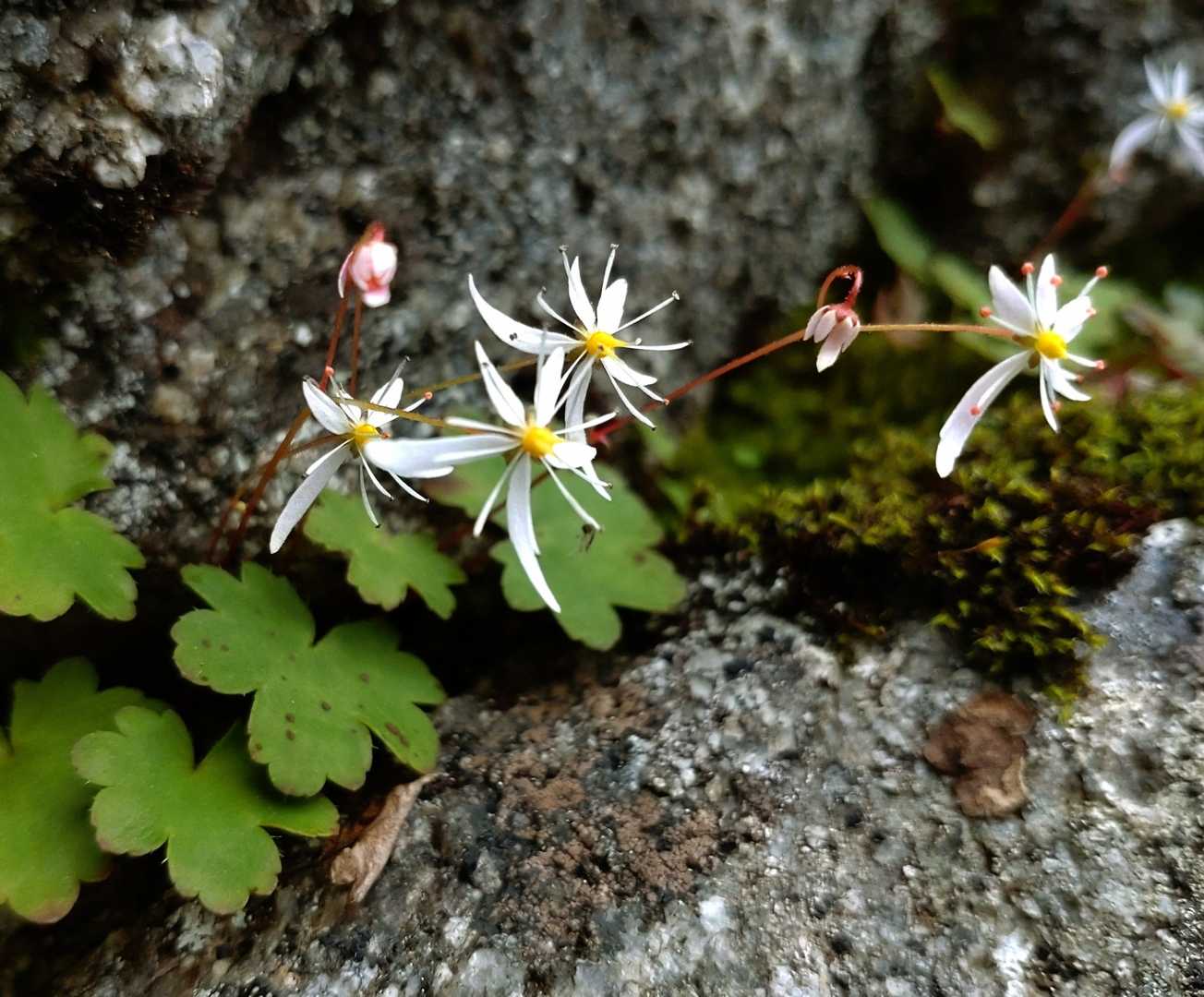 ダイモンジソウも(*˘︶˘*).｡.:*♡