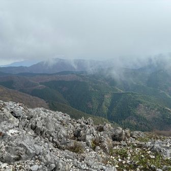 紅葉と緑がくっきり