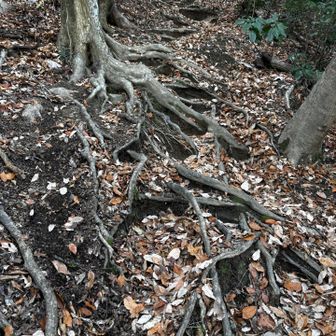 木の根っこ階段🪾