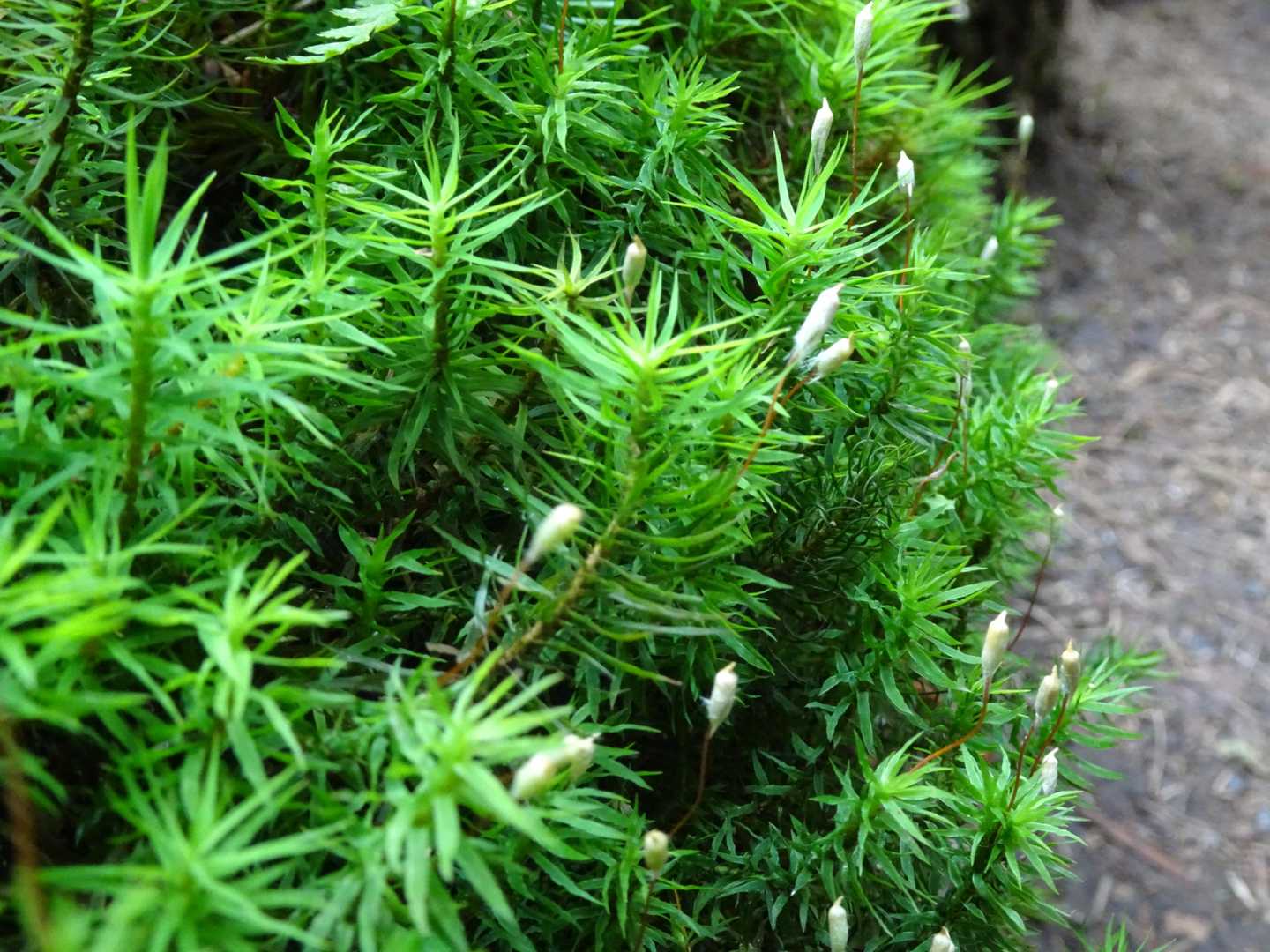 苔の写真って難しい。
いろいろ撮ってみたけどイマイチばかり