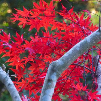 車を停めた駐車場の直前にあったお宅のもみじとっても綺麗で撮らせてもらいました