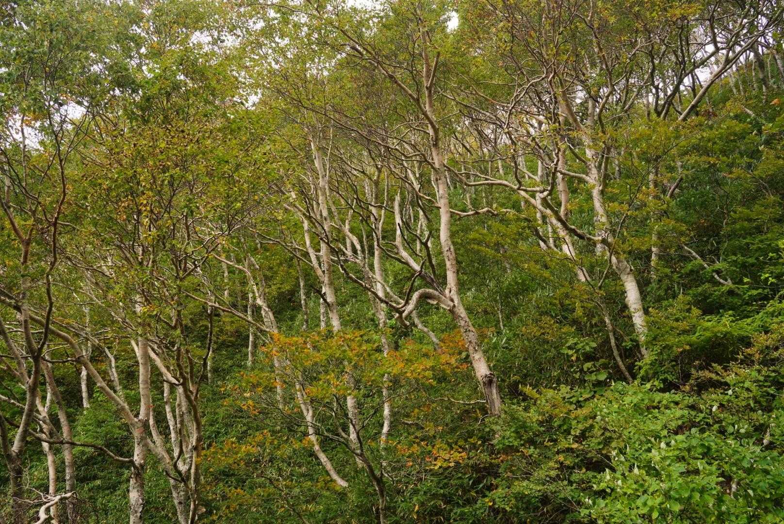 磐梯山往復 | 白樺の木漏れ日を歩き、眼下に広がる猪苗代湖と遠くの山々を望むの写真