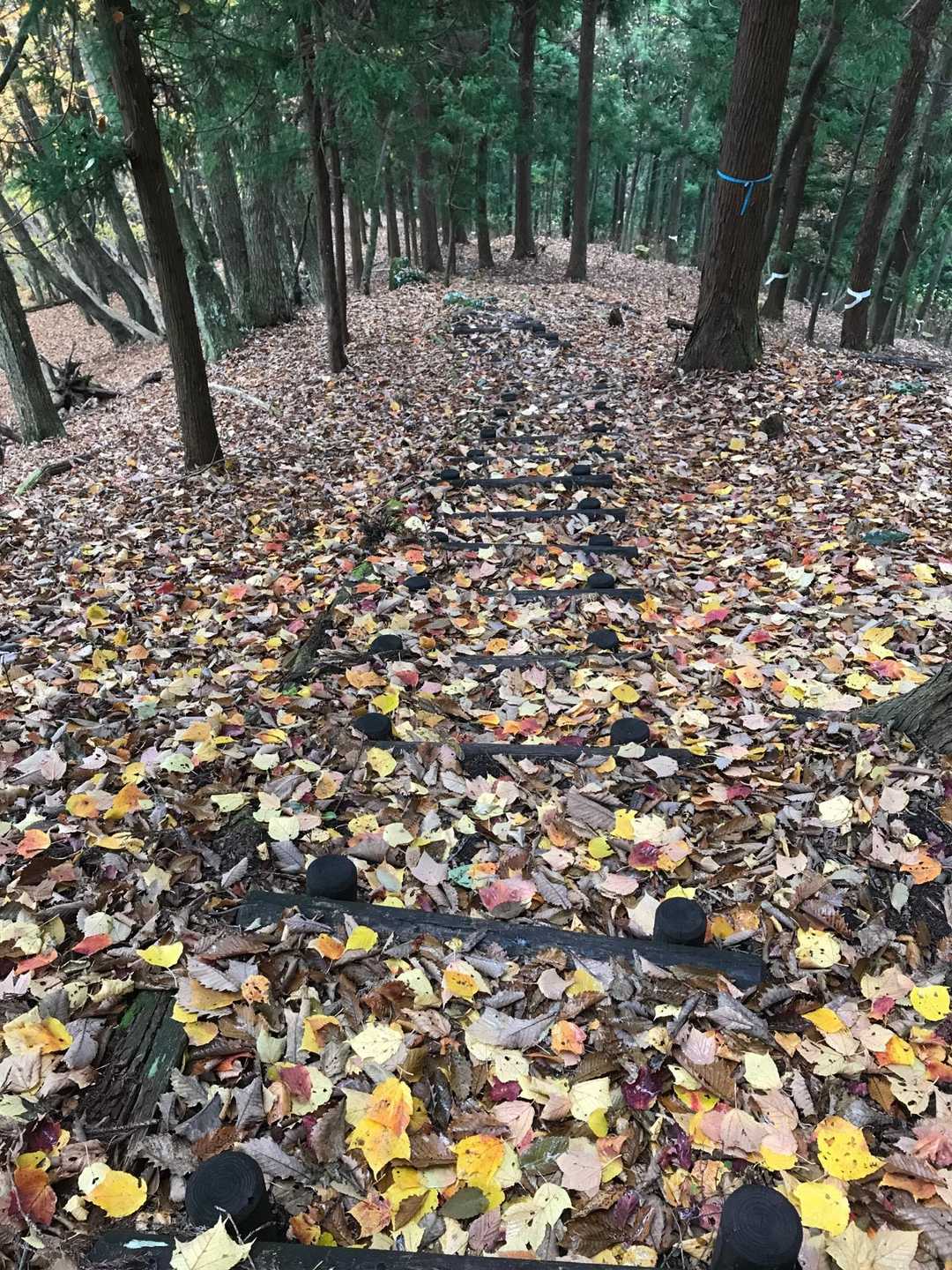うっすら階段が見えます🍂🍂🍂