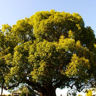 谷中のまたぎ楠🌳樹齢400年