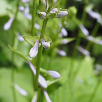 ちょっとポンボケですが、登山口にうす紫の花が咲いていました。
Googleレンズでは、ギボウシ（ホスタ）と出ました。ちょっとピンポケです。