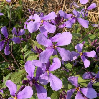 オオアラセイトウ