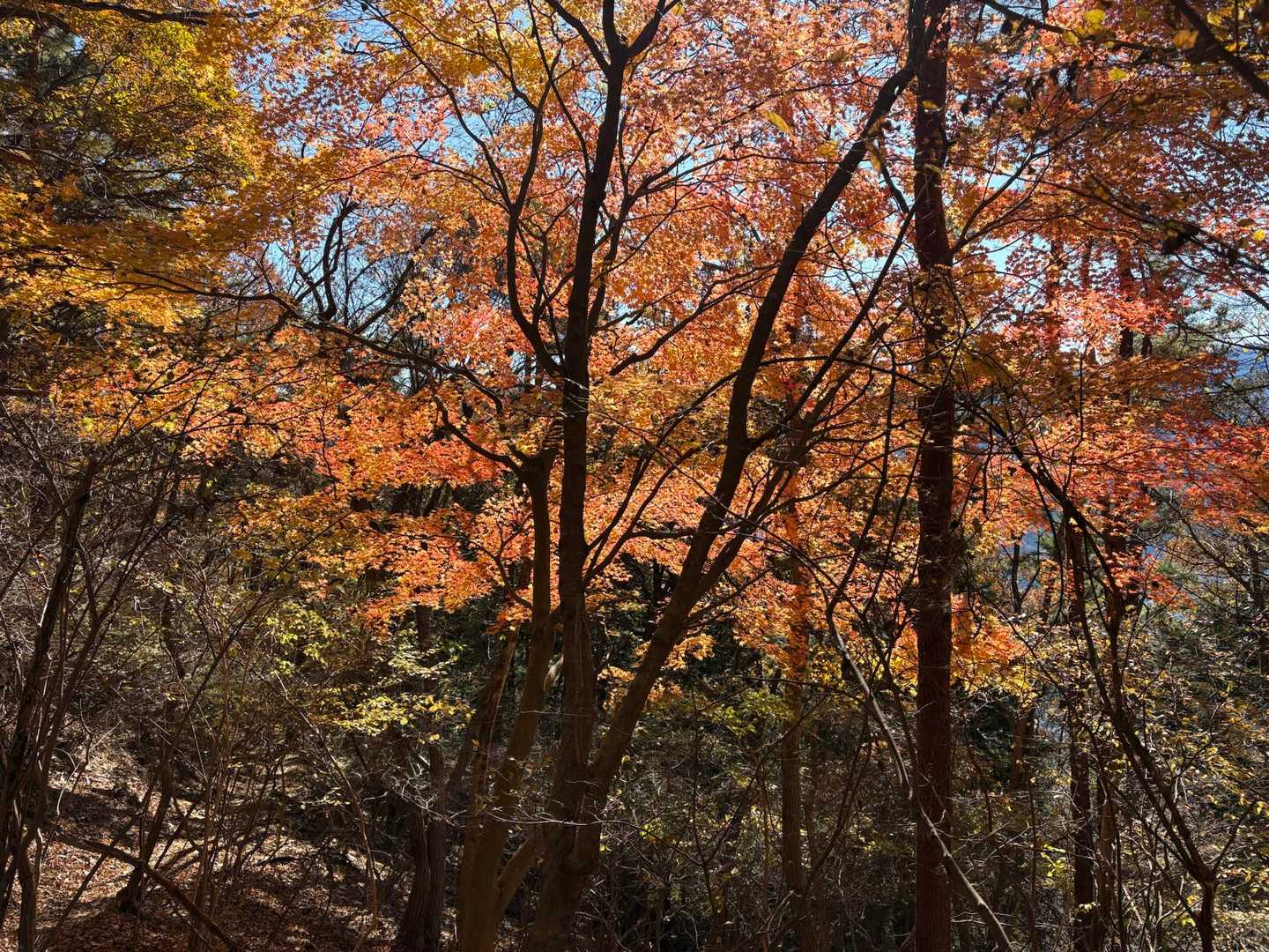 犬目バス停-扇山-大久保山-長尾峰-コタラ山-百蔵山-百蔵 縦走コースの写真