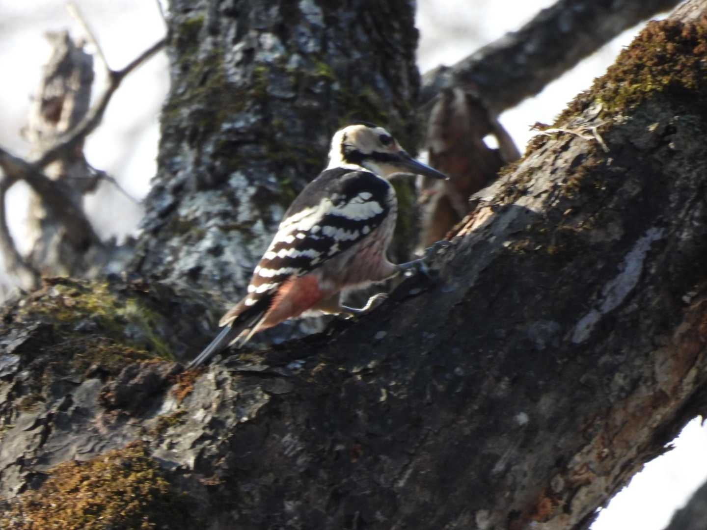 オオアカゲラ