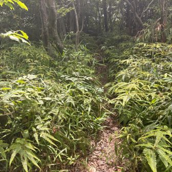 道は有るけど分かりにくいです💦獣道で草木が生い茂ってます💦